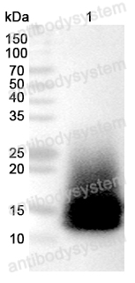 Anti-Monkeypox virus/MPXV A35R Polyclonal Antibody